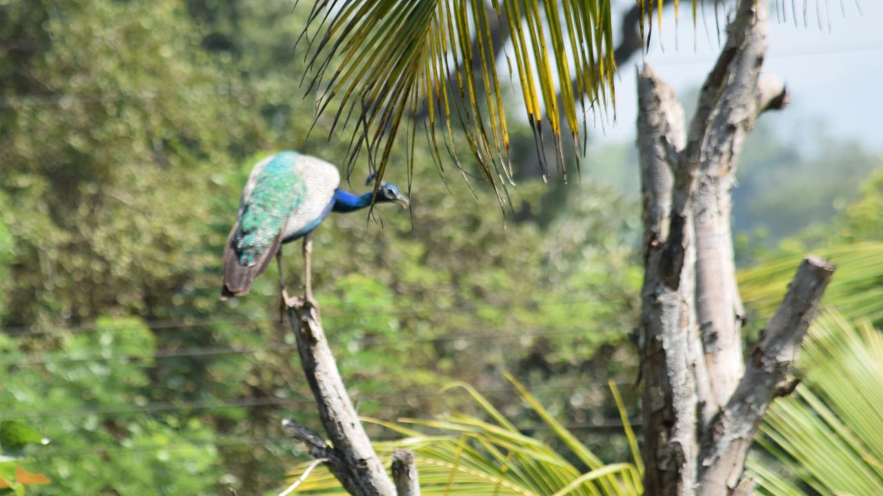 Sigiri Sarilco Rock View Treehouse Vila Sigiriya Exterior foto